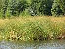 BowronLake09 00232